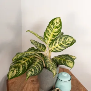 Aglaonema Bold Forest 12cm