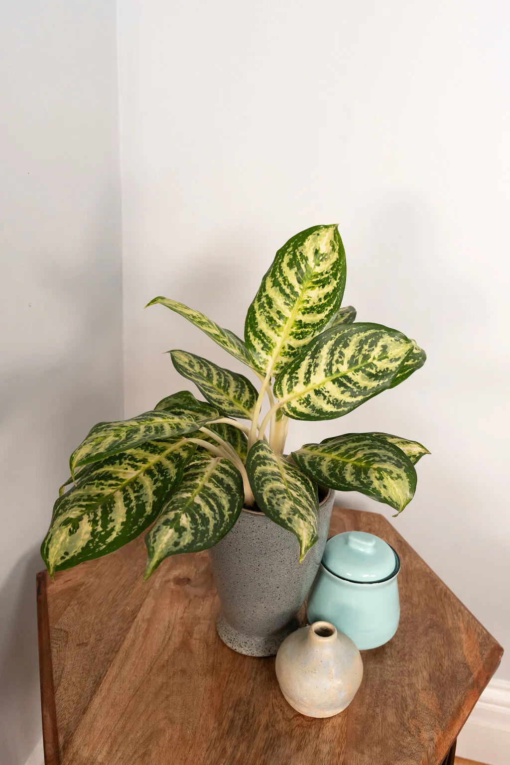 Aglaonema Bold Forest 12cm