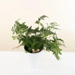Fern- Wooly Tassel