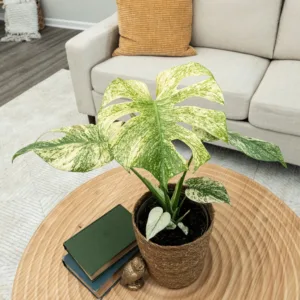 Monstera 'Mint Variegated' 17cm